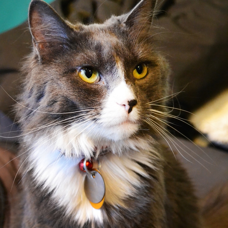 A black and white cat with yellow eyes.
