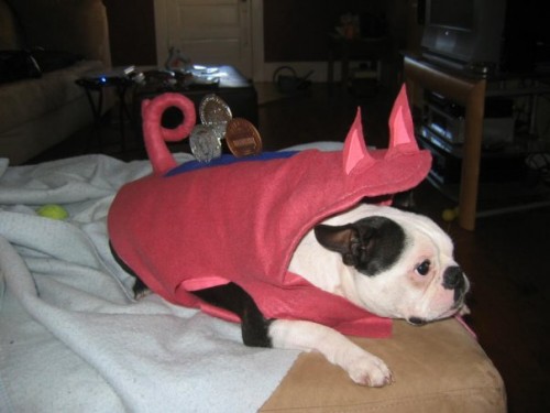 A piggy bank dog homemade Halloween costume that has storage for your coins.