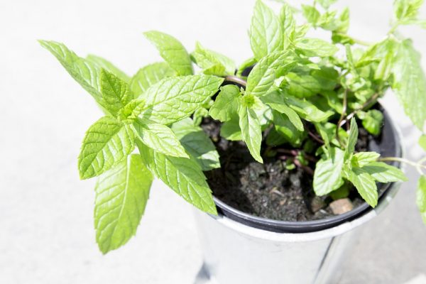 potted mint plant