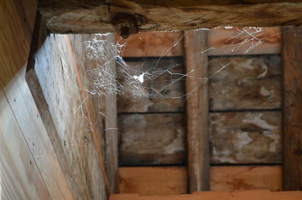 cobwebs