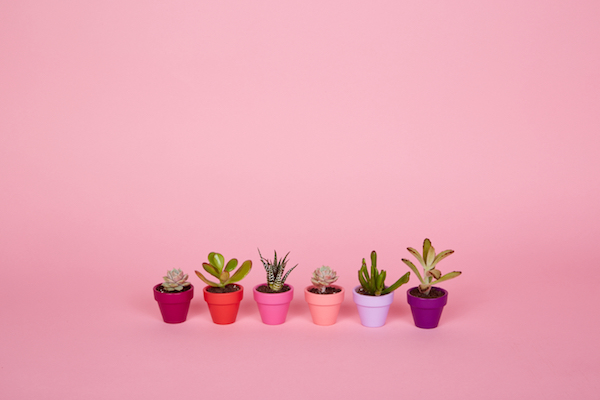 six mini succulents lined up in a row