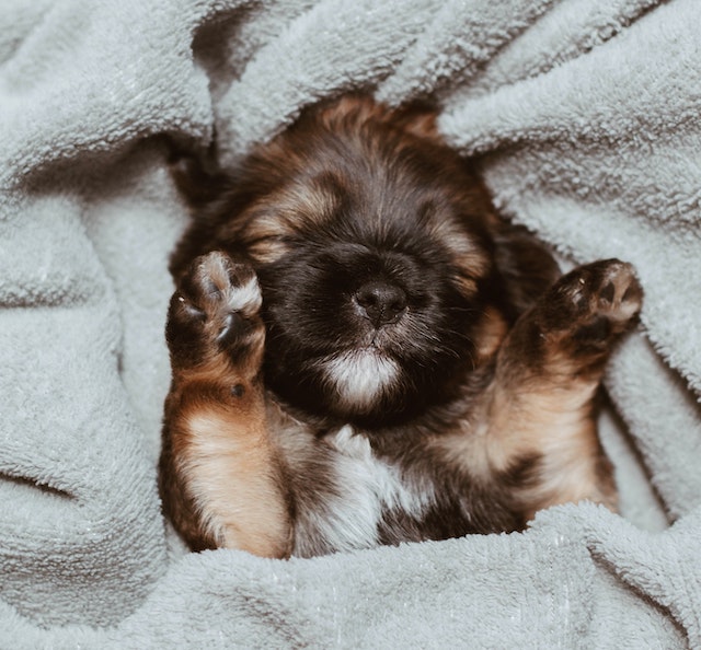 a yawning puppy