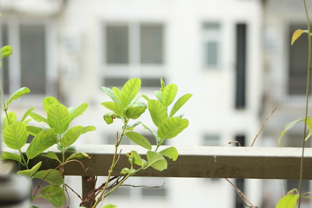 SOURCE: PEXELS green small plant by a wooden fence