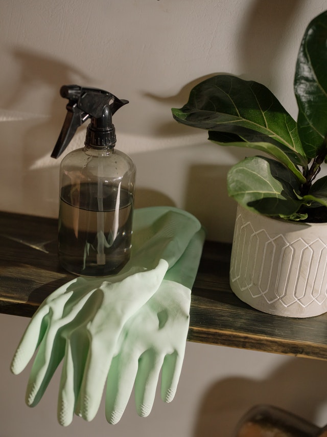 a pair of green rubber gloves on a clear spray bottle placed next to a houseplant