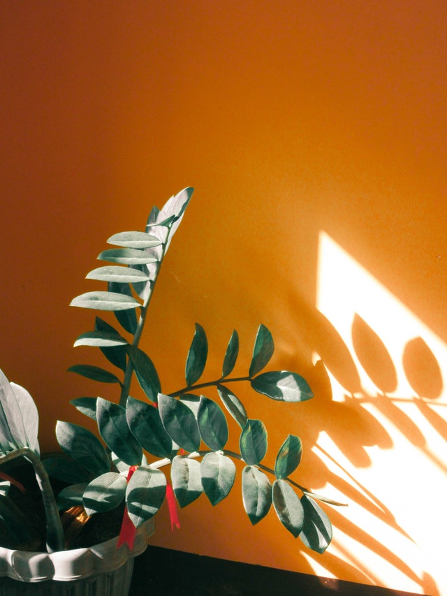 A house plant facing direct sunlight